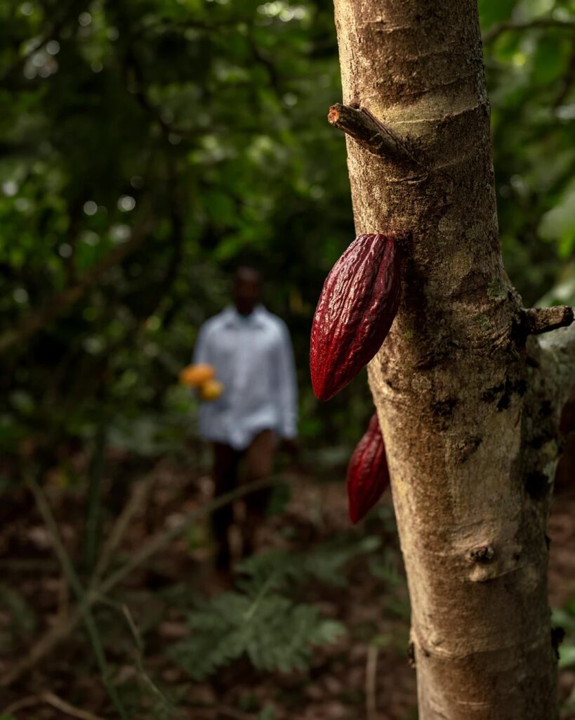 Mazorca de cacao creciendo en un árbol de cacao en Ecuador